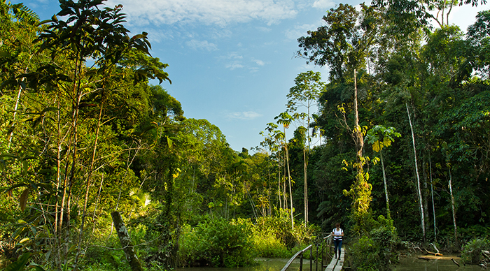 Women walking in the Amazon rainforest