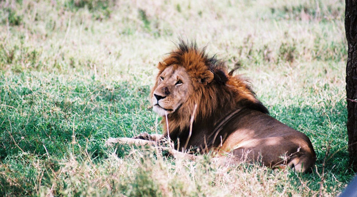 Lion seen in the Ruaha National Park