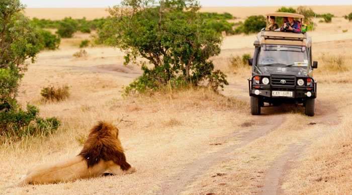 Safari with Lions Masai Mara Park