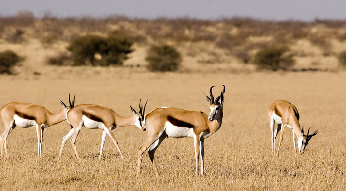 Springbok in Central Kalahari Game Reserve Botswana