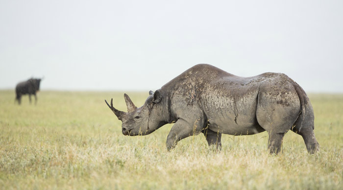 A Black Rhino (Diceros bicornis) walking in the rain at the Ngorongoro Crater in Tanzania