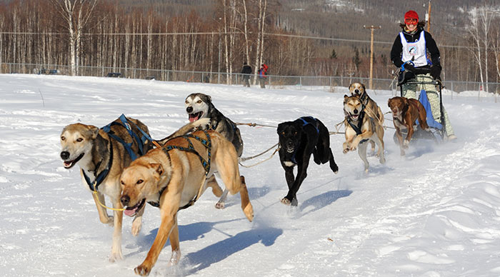 Sled dog race in Alaska