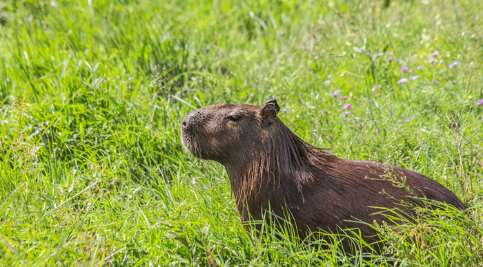 Capybara sitting in a field in Esteros del Ibera Argentina