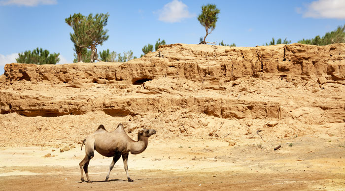 A camel walking through the Gobi desert