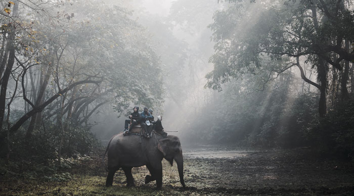 Chitwan national Jungle