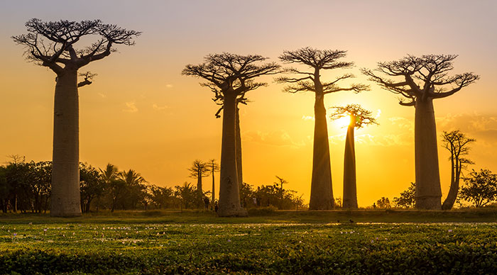 Evening views of the Baobab trees in Madagascar