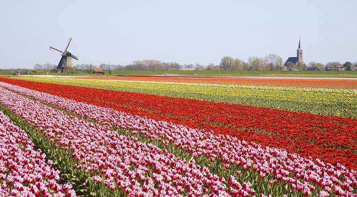 Dutch tulip field with a windmill in the background. 