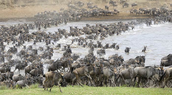 The Great Migration in Africa