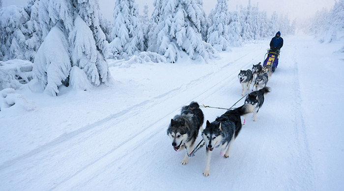 Tourist enjoying dog sledding