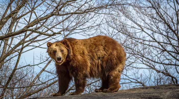 Bronx Zoo New York City