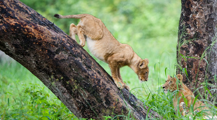 Hwange National Park