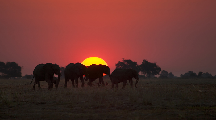 Elephants walking