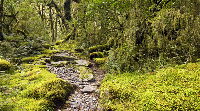 Milford Track