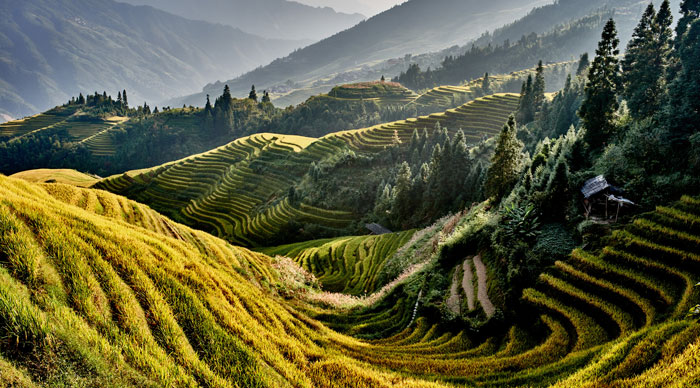 Rice terraced fields of Wengjia longji Longsheng Hunan China