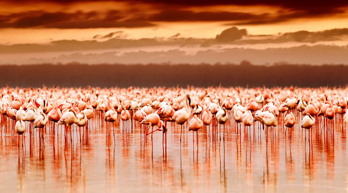 A group of African flamingos in Lake Nakuru National Park Reserve