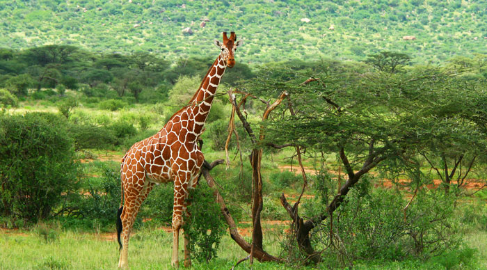 Giraffe grazing in Samburu National Park