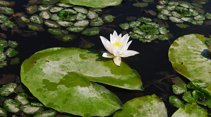 Nizhnednestrovsky National Nature Park