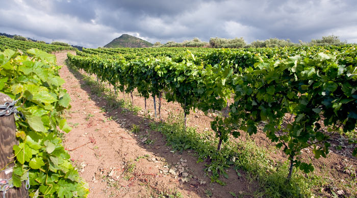 Sicily Wine Region